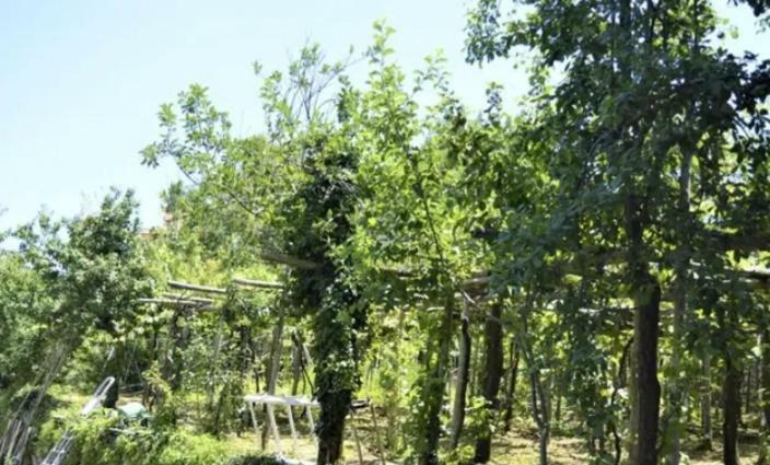A Casa Di Pissi - Apartment Ravello Zewnętrze zdjęcie